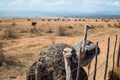 Face to Face with an Ostrich Ã¢â¬â on an Ostrich Farm in South Afr